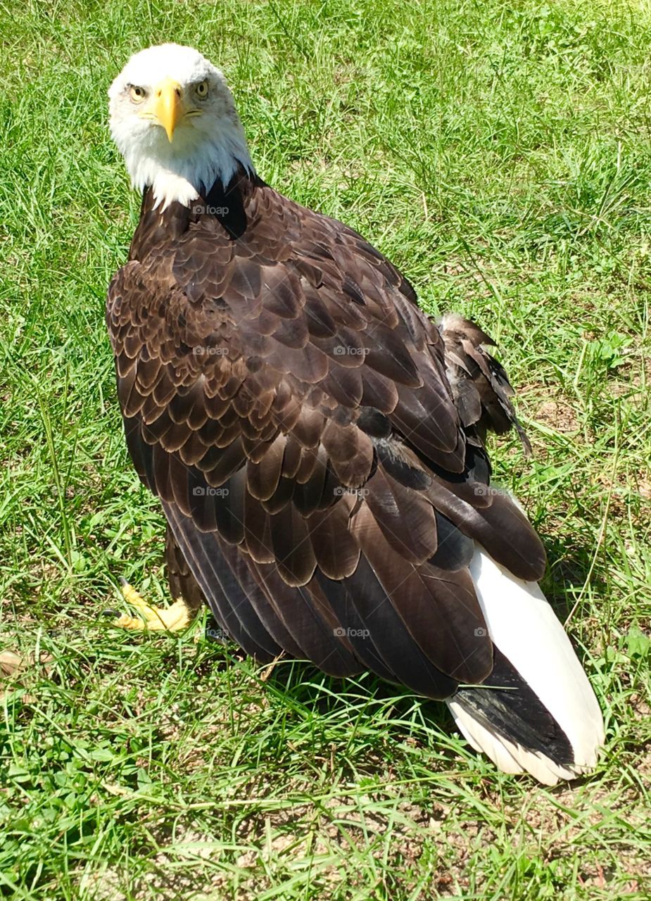 Bald Eagle stare down