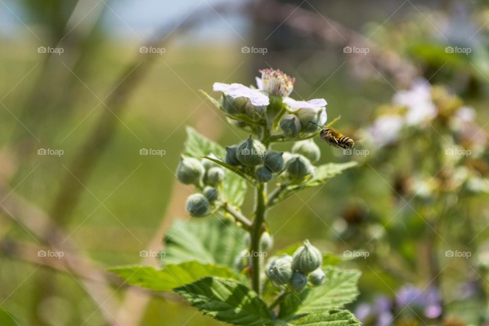 Flight of the bee