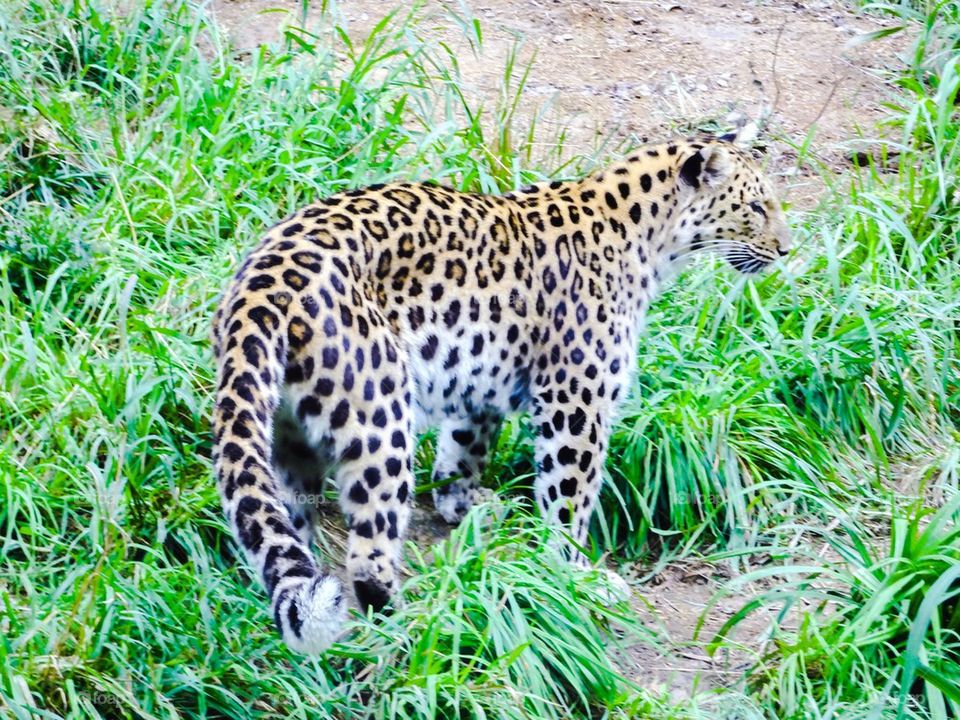 Cheetah walking