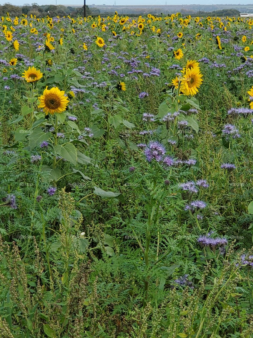 sunflower field, Kent, UK