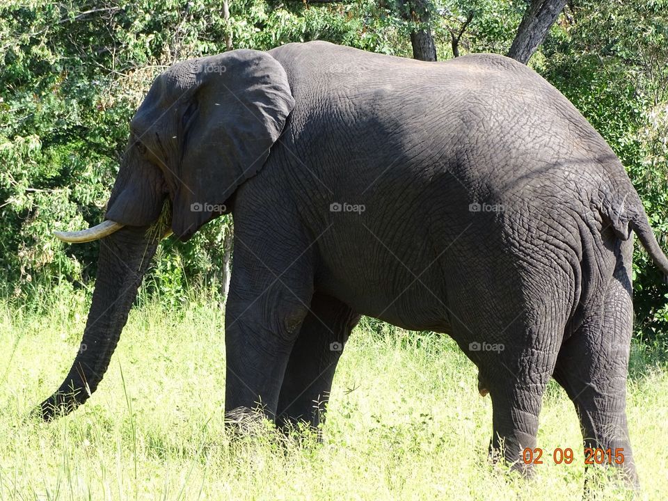 African elephant. Out on safari