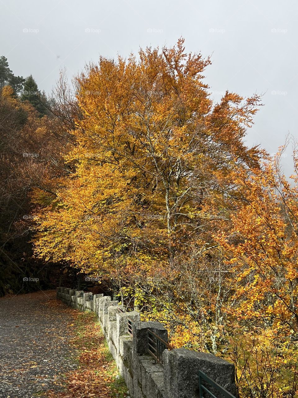 Trees turning yellow