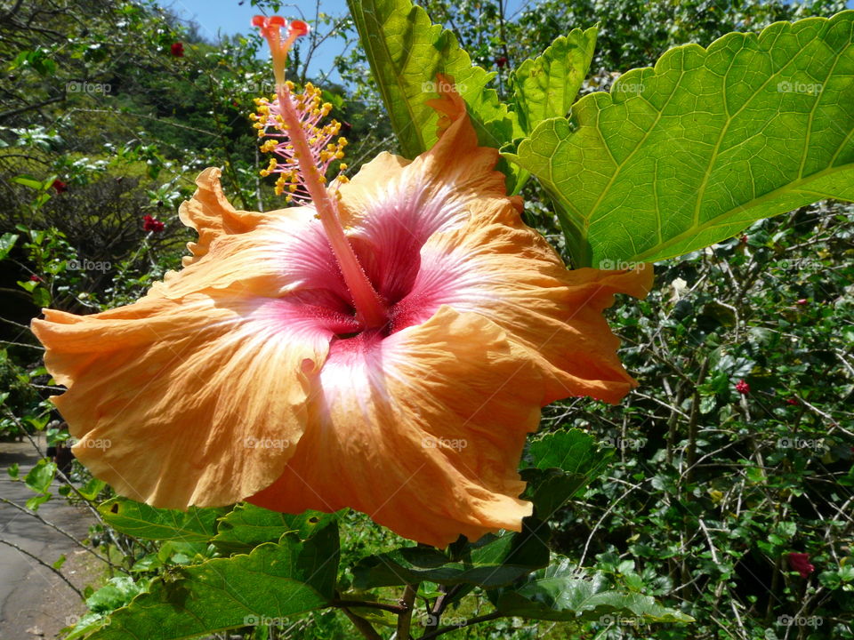 Hawaii Botanical Gardens #4