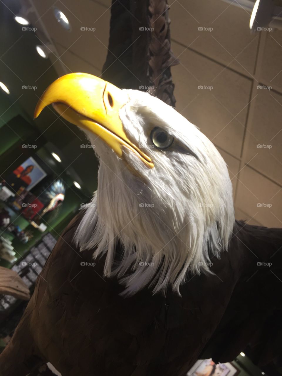 American bald eagle