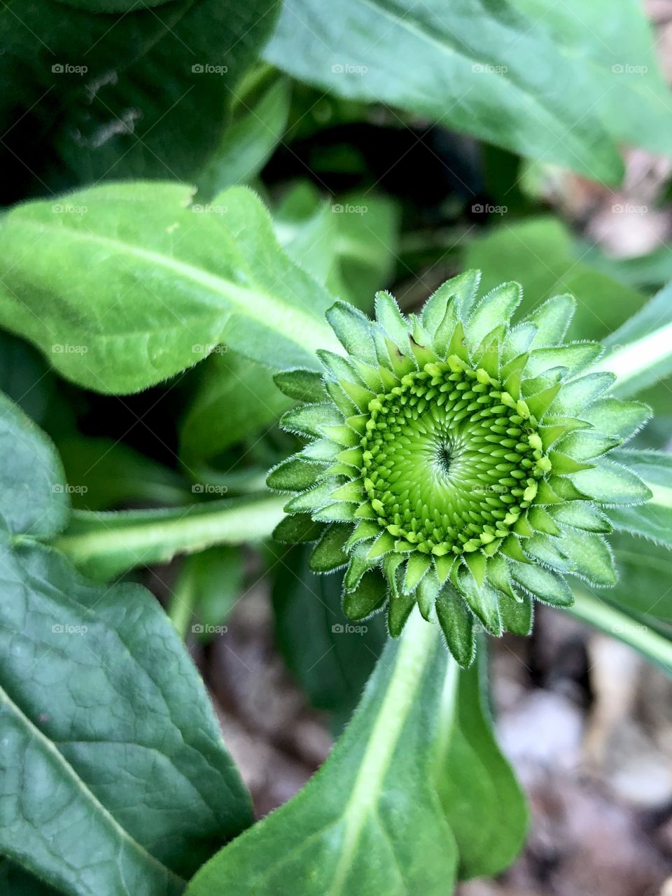 Closeup coneflower getting ready to bloom 