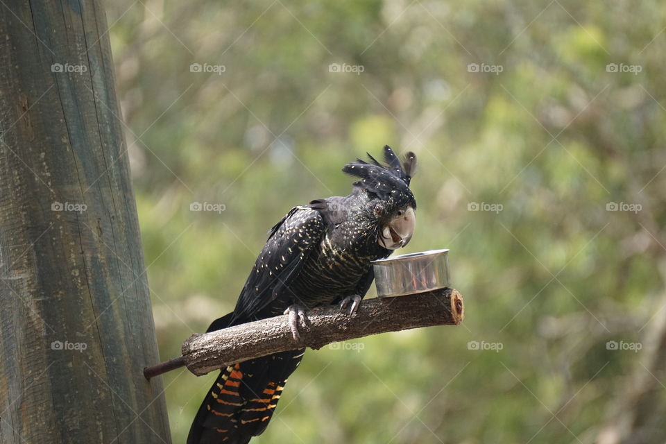 Black cockatoo