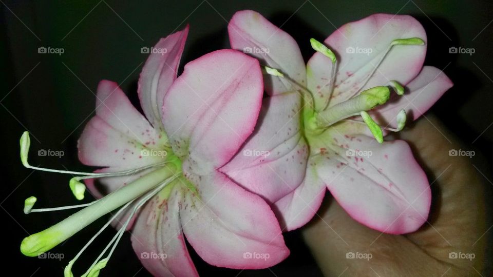 sugar craft lily