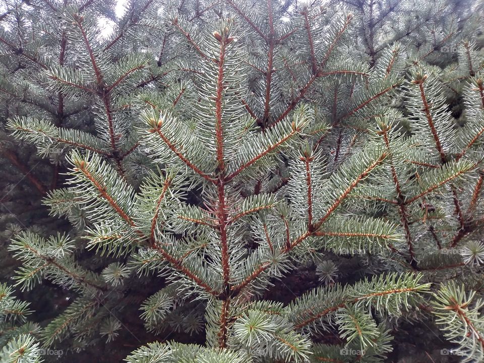 A picture of tree branches