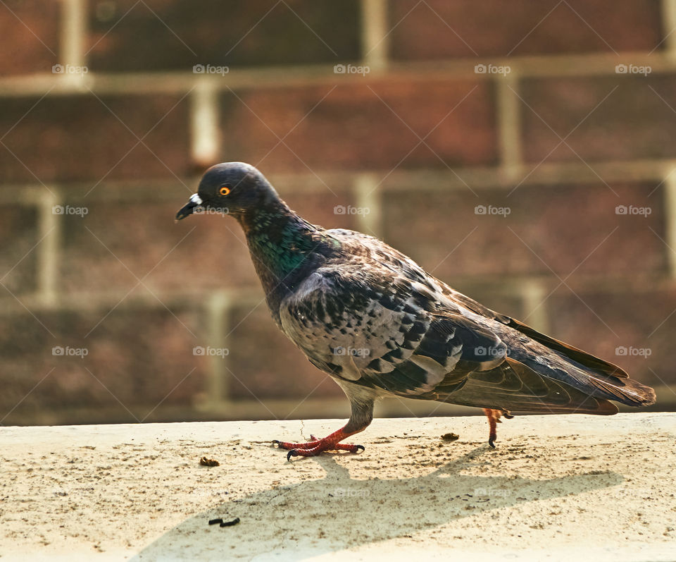 Bird photography - brisk walk - Dove