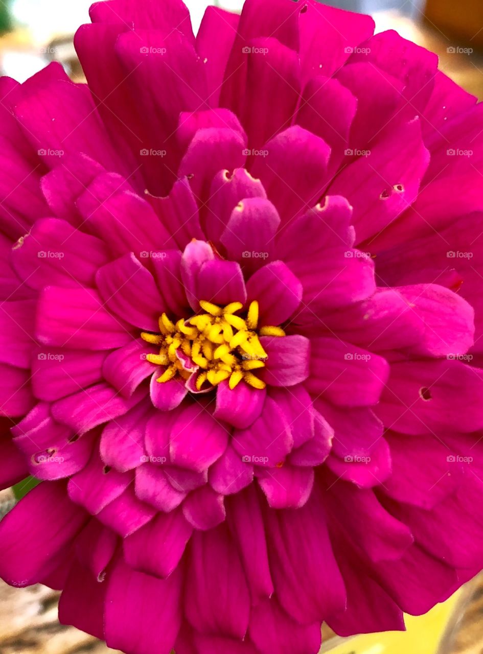 Pretty pink flower 