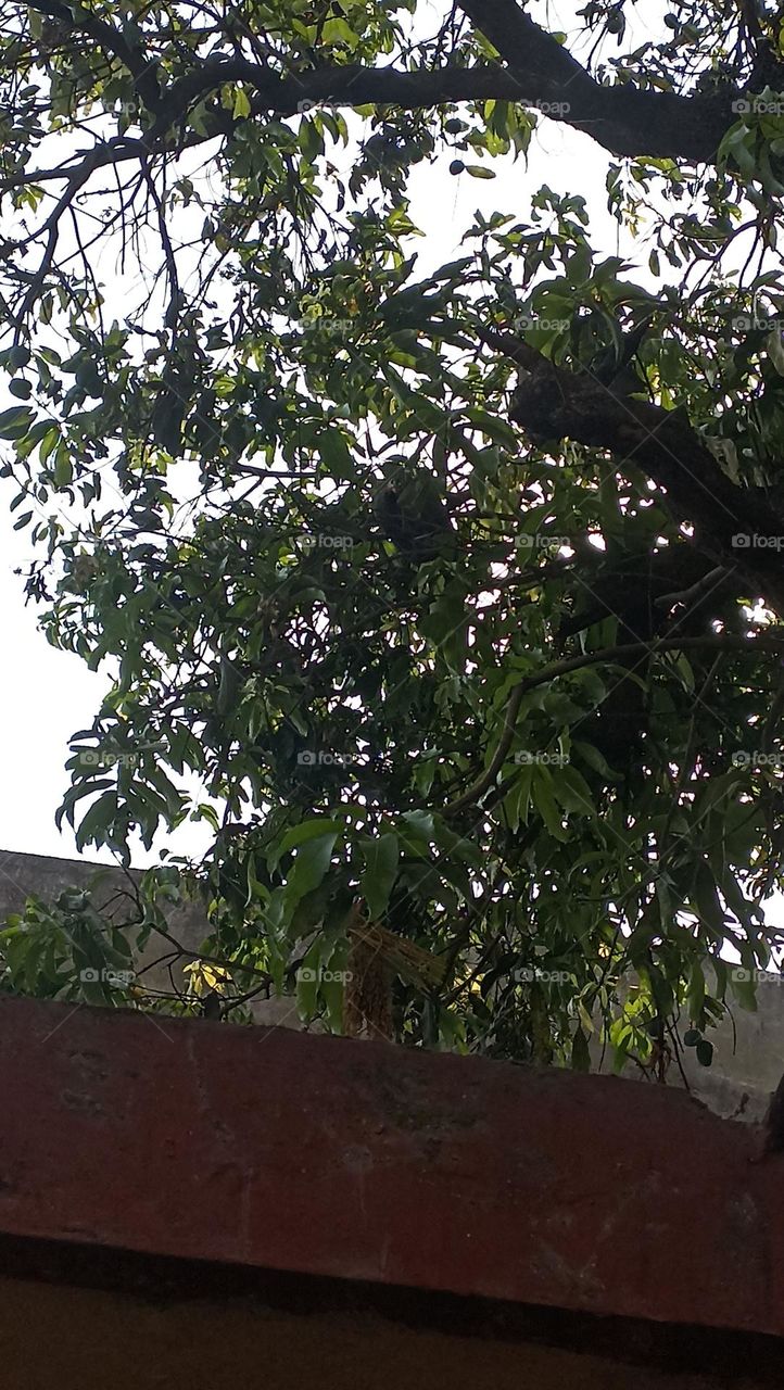 titar bird in motion