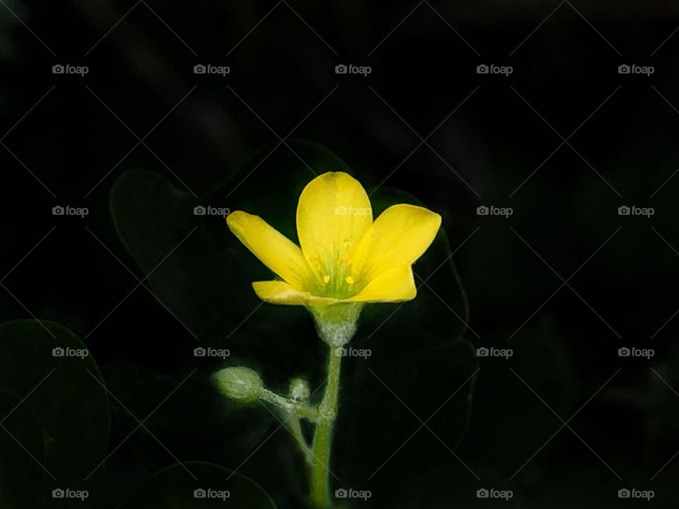 Yellow flower