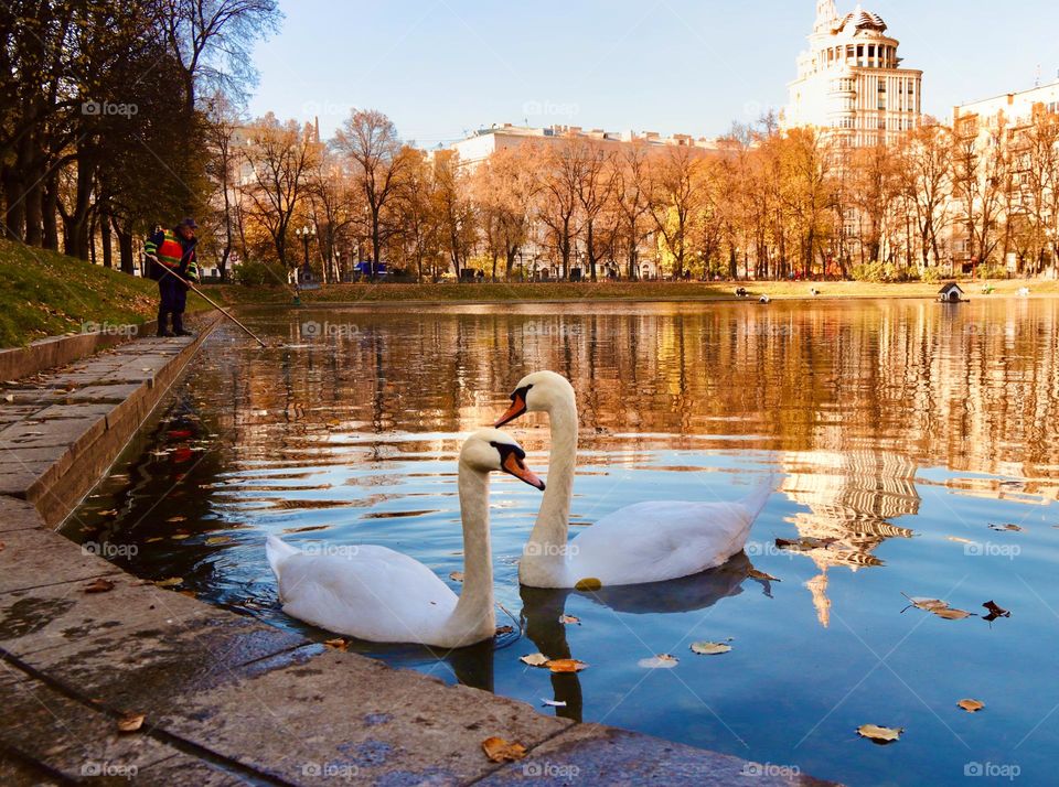 swans on the city pond 
