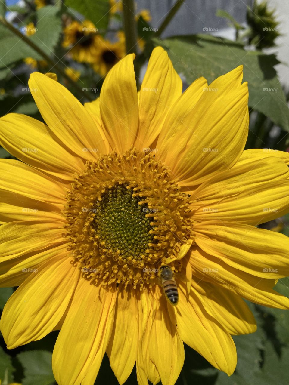 Capturing Spring Foap Mission! Giant Sunflower With A Bee Close Shot!