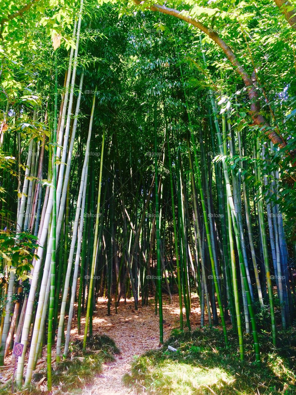 Bamboo forest 