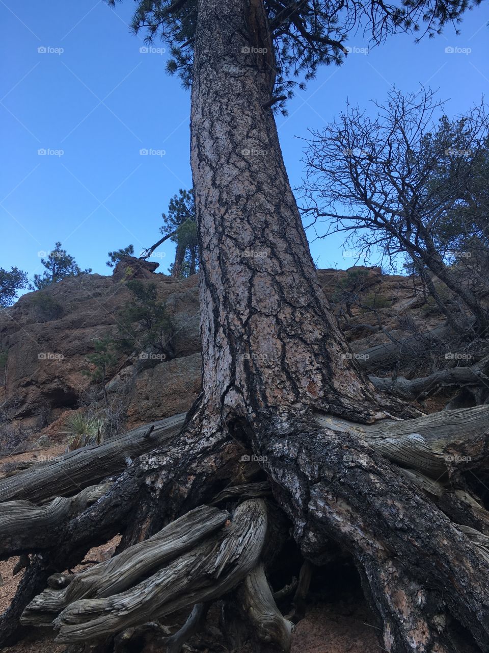 Old tree roots