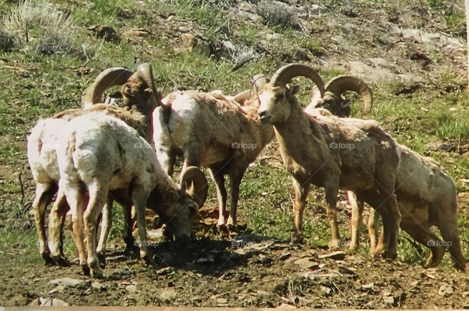 Long horned sheep 