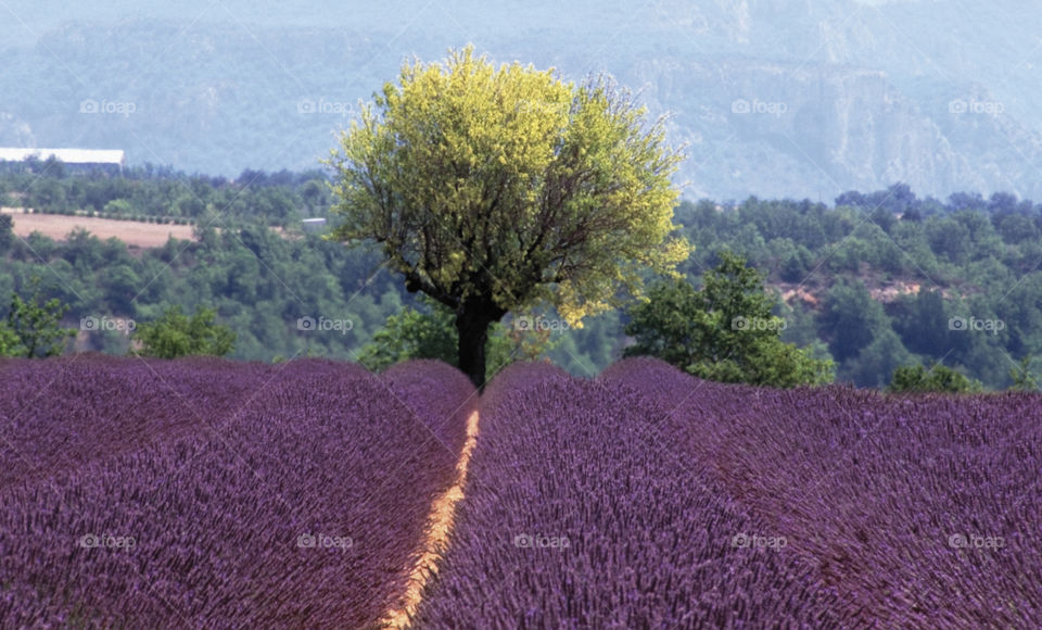 Lavender . Provence