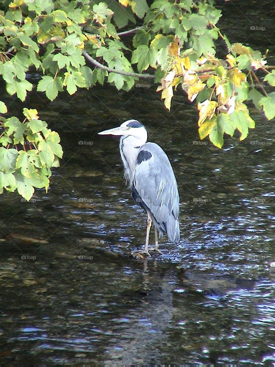 Grey Heron