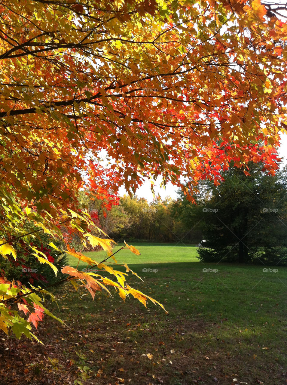 yellow red grass trees by peacephotos