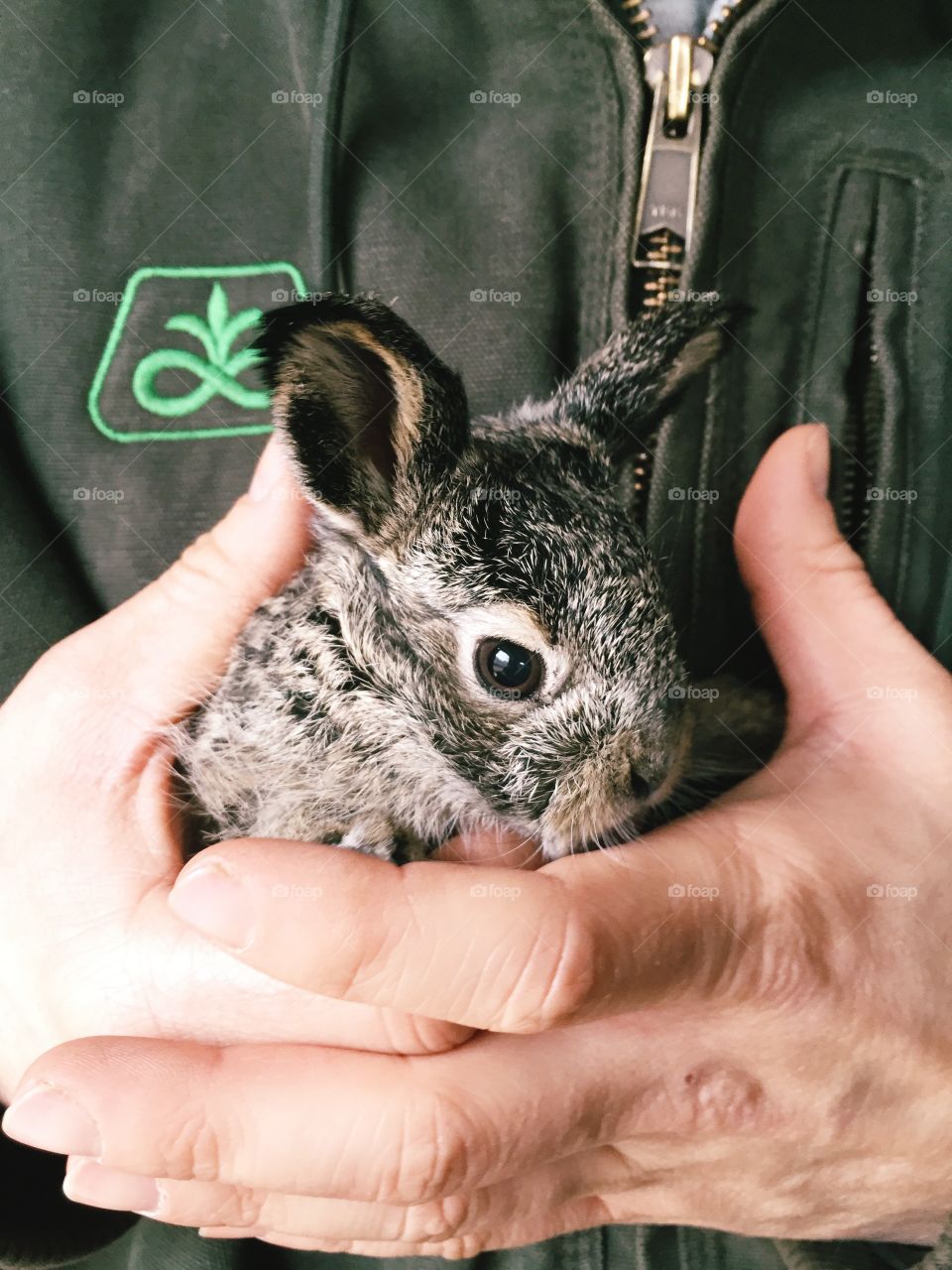 Cute, One, Young, Mammal, Little