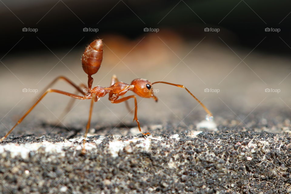 Red ant on the wall