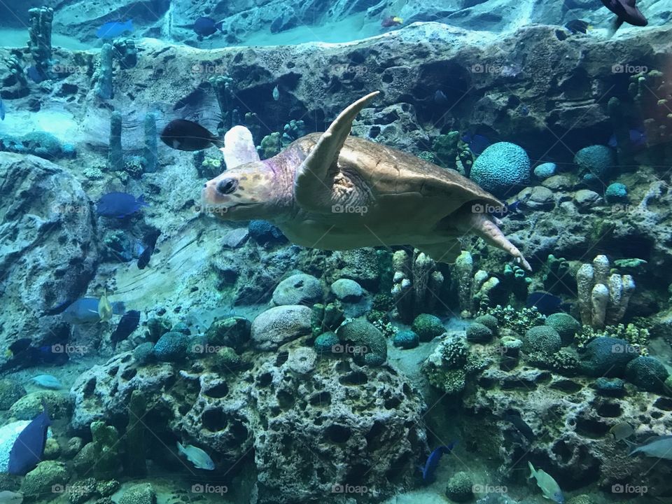 Rescued turtle swimming in an aquarium 