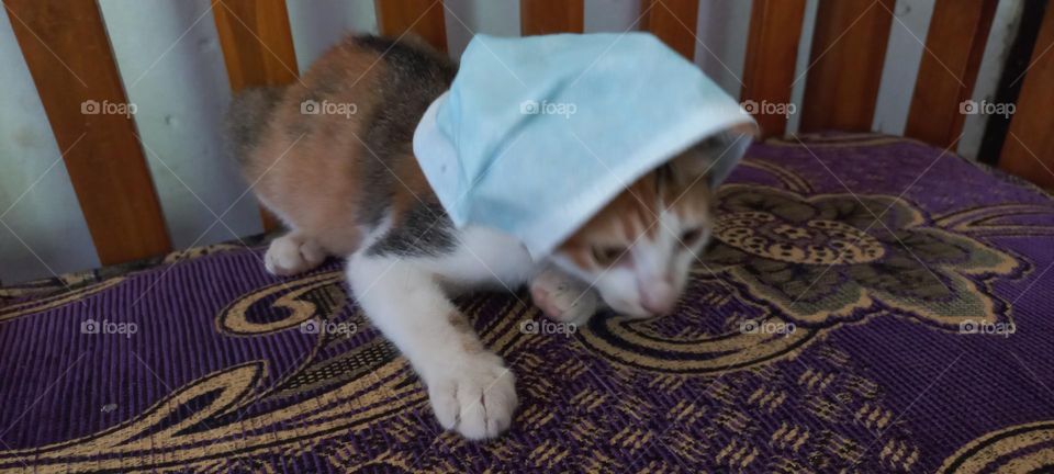 Kitten wearing a mask on a sofa