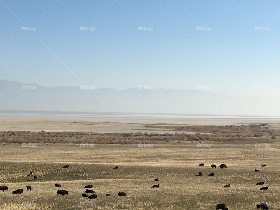 American plains, roaming Bison