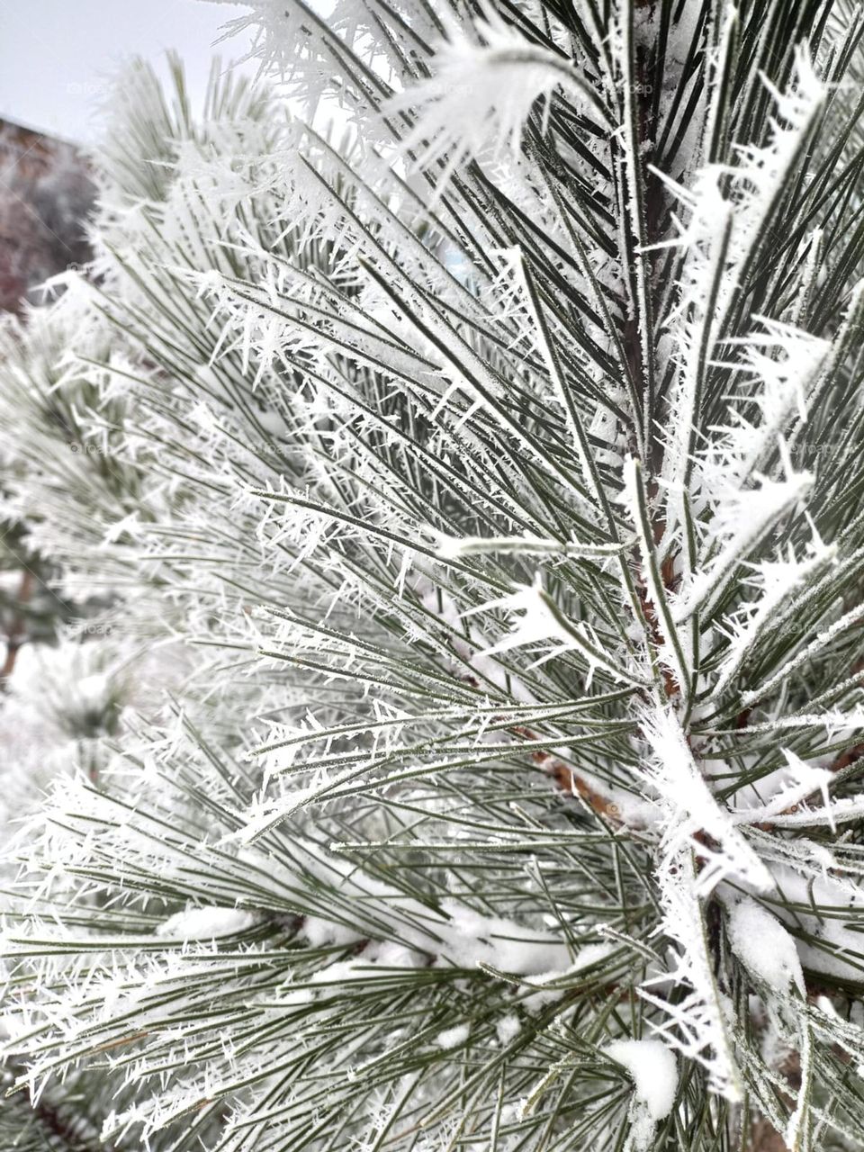 snow-covered spruce on a frosty winter day