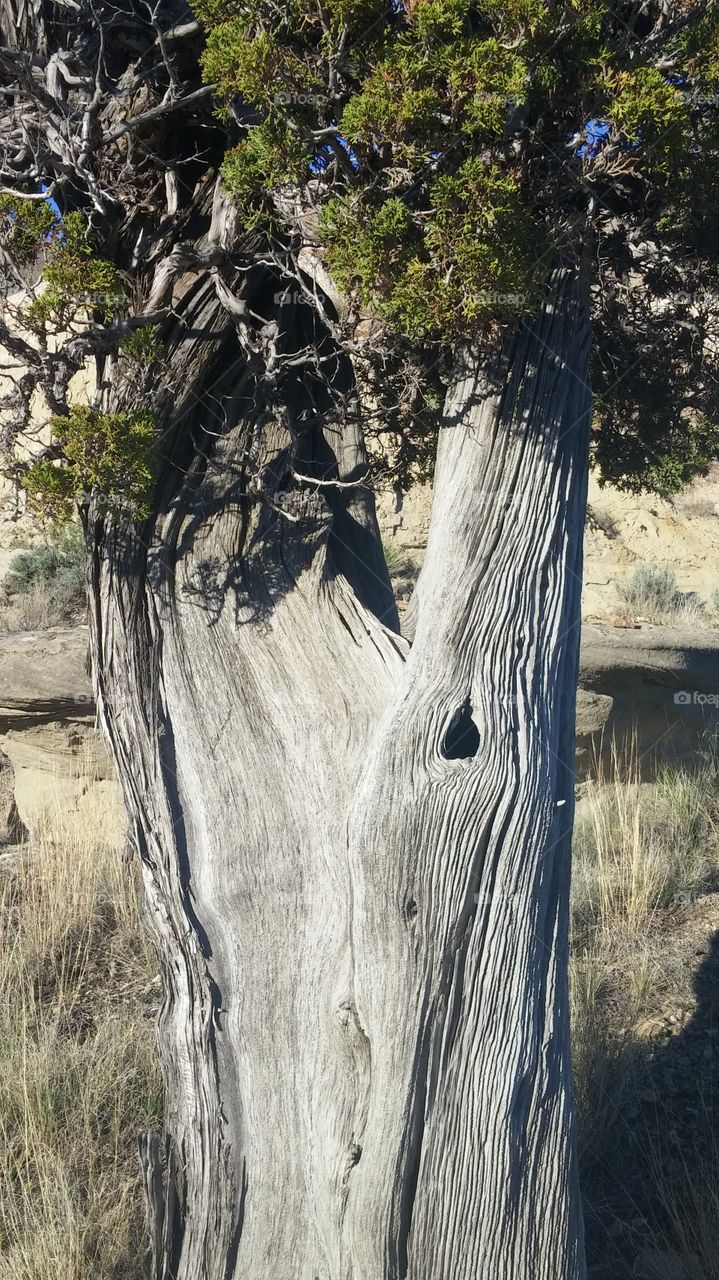 Old gnarly tree