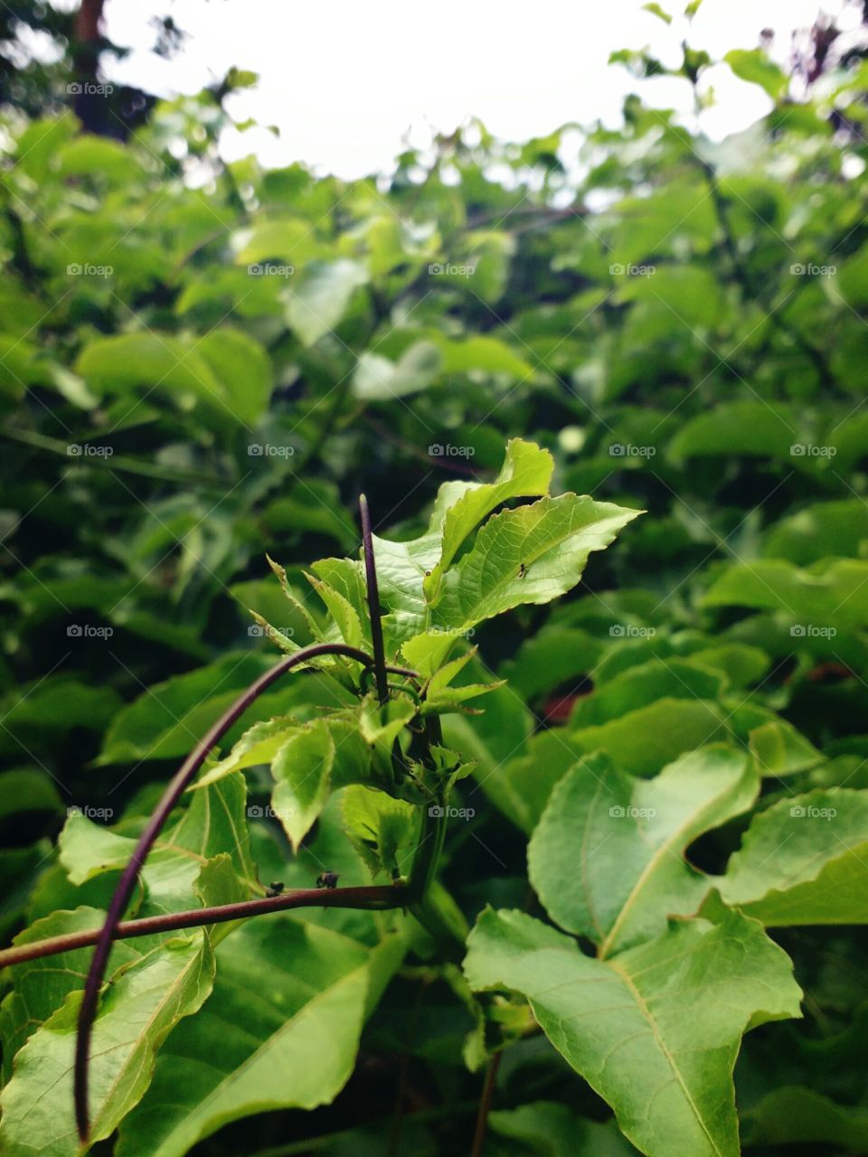 green leaf