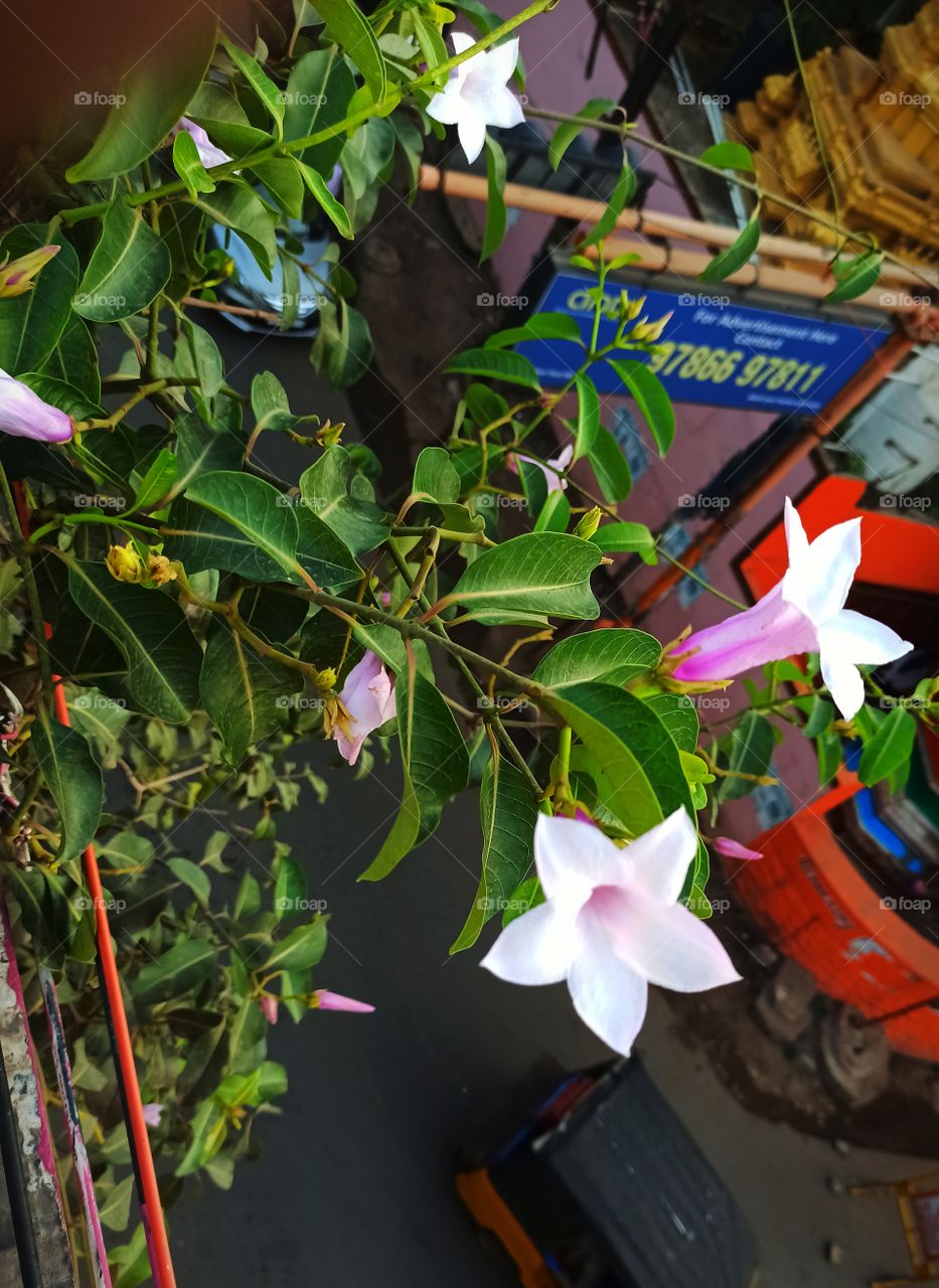 white flowers on highway