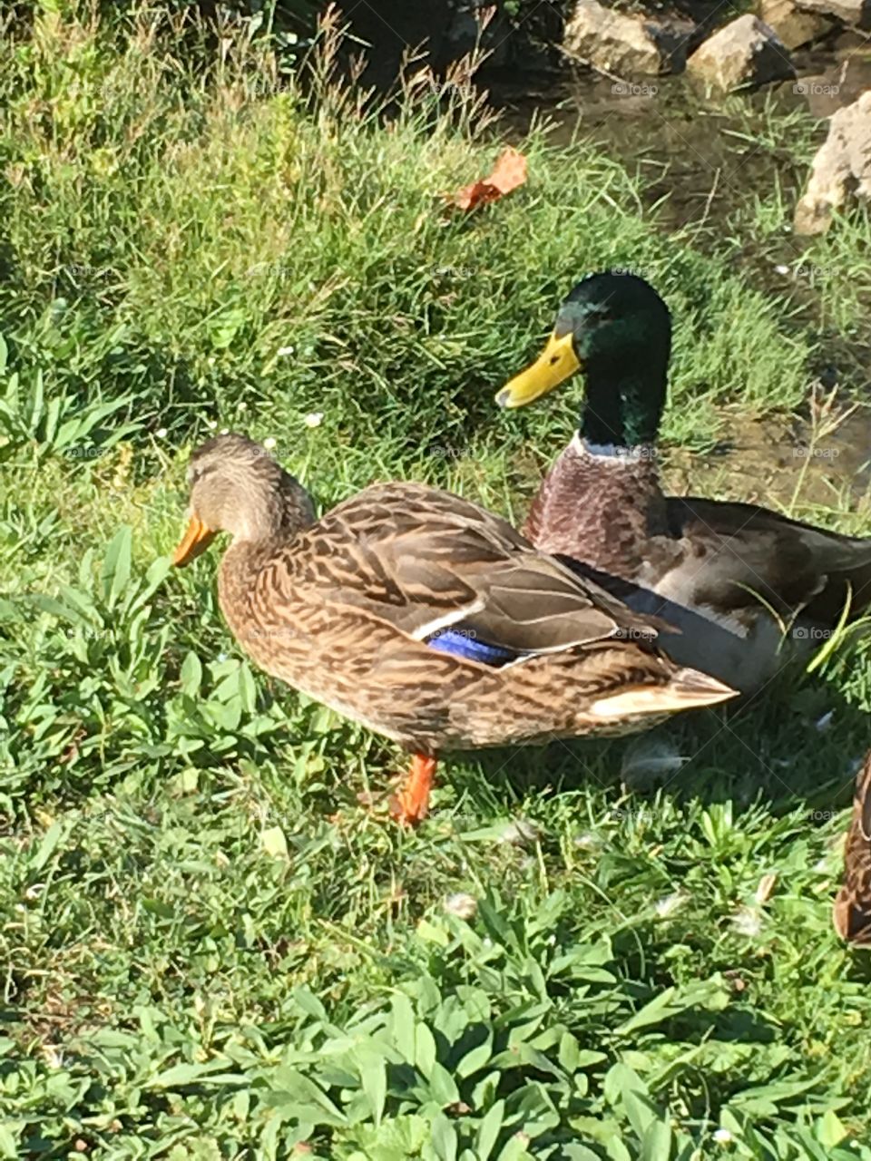 Mr. and Mrs. Mallard Duck