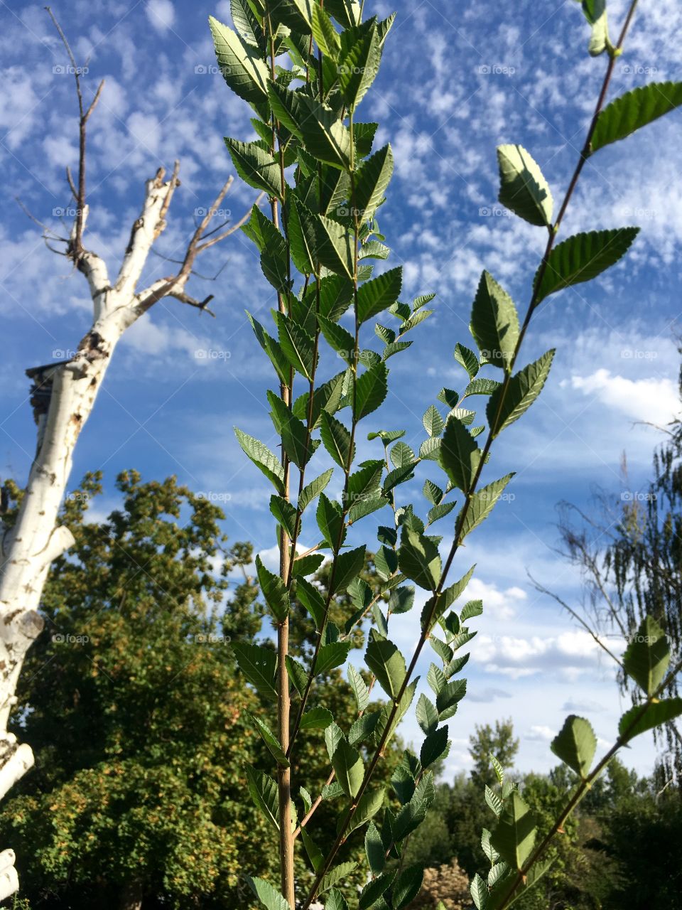 Leaves