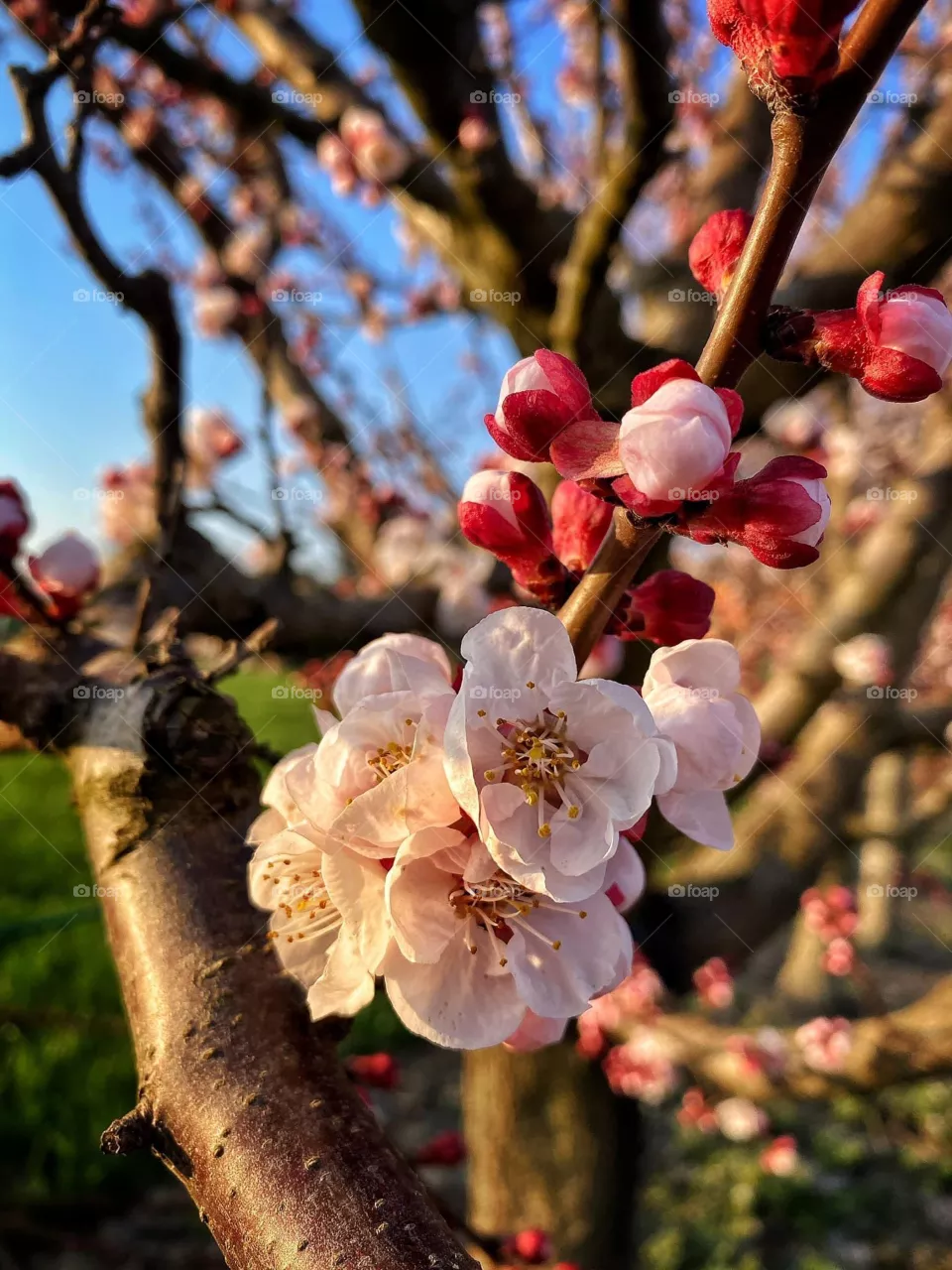 Spring 