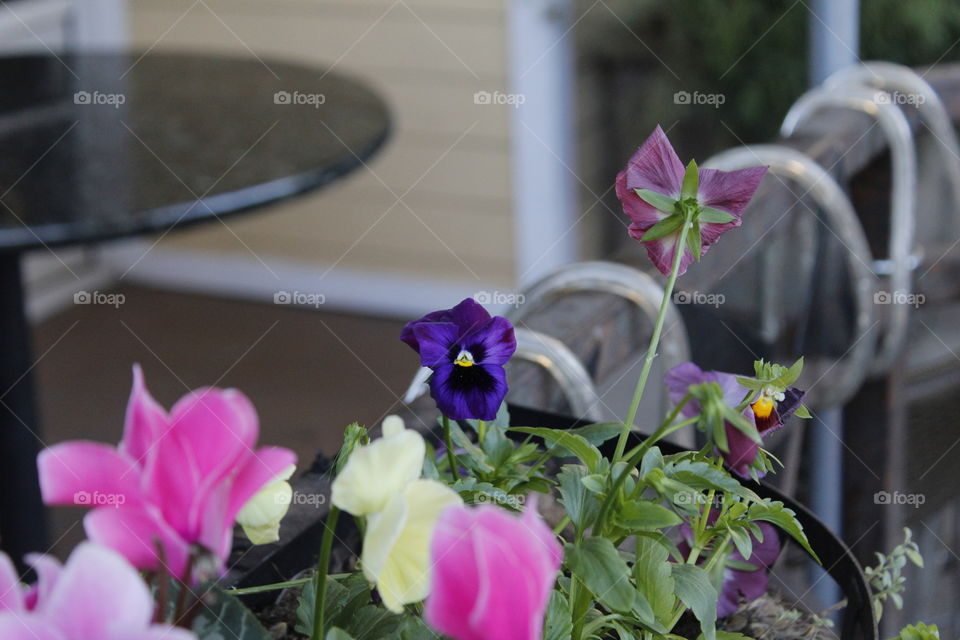 beautiful patio flower