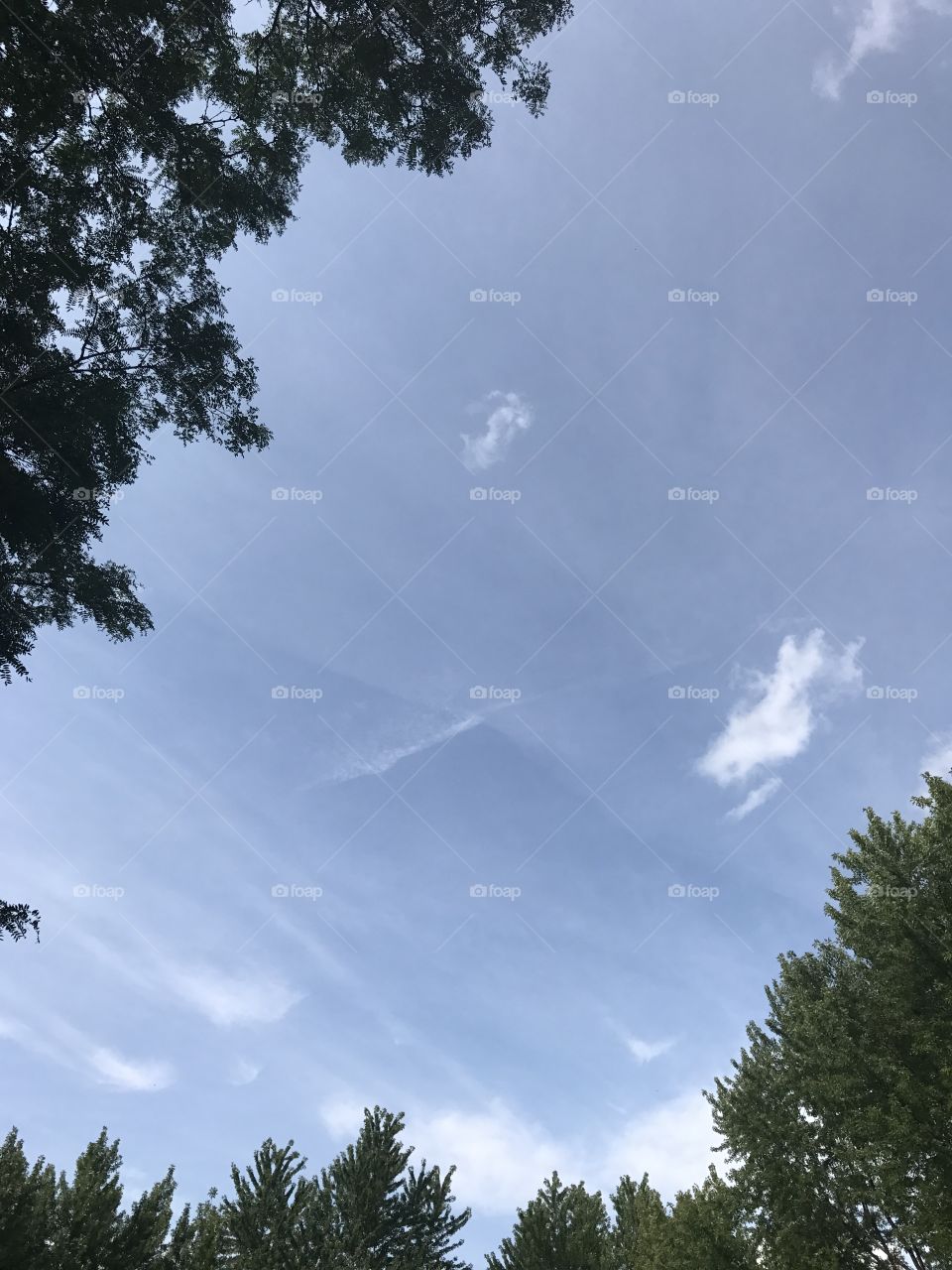 Sky with bordering trees