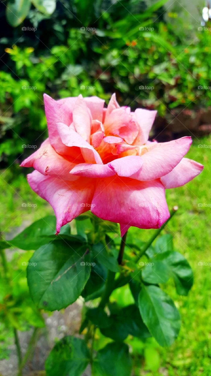 peach/pink rose