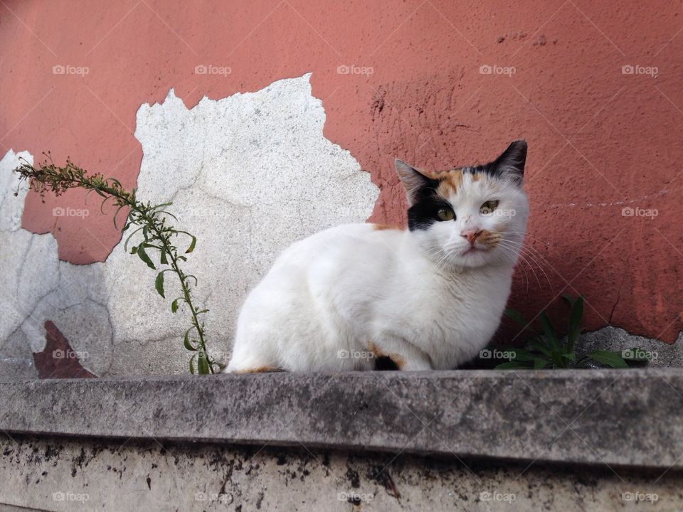 Cat, Cute, No Person, Mammal, Portrait