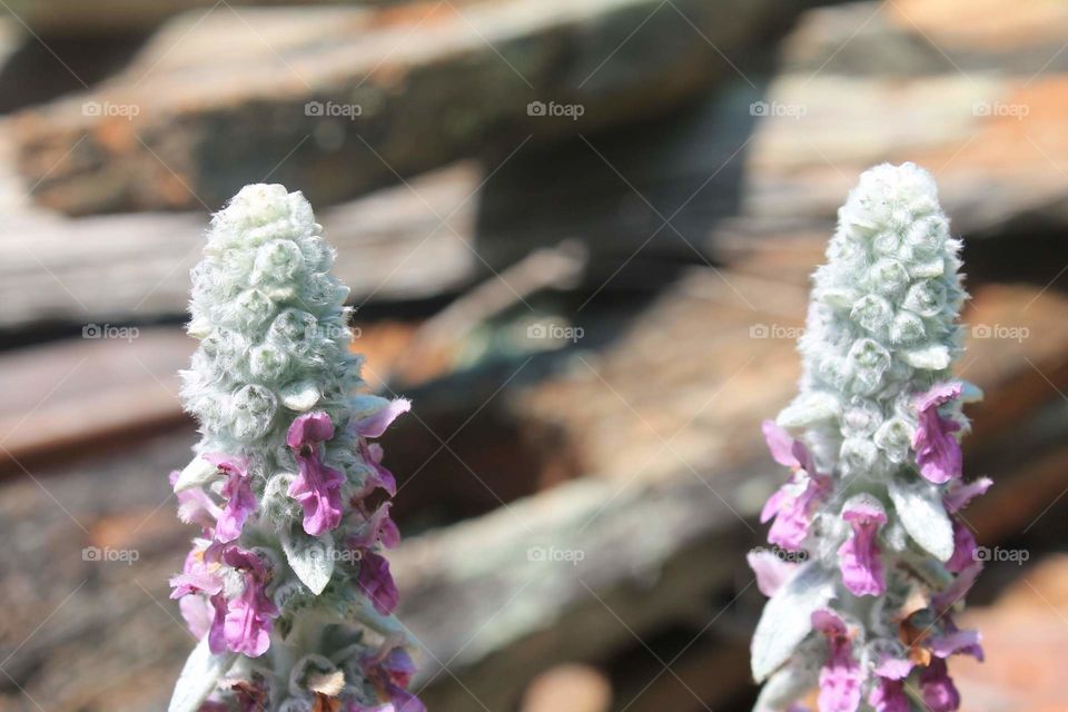 Purple Lamb's Ear flower with a wood background.