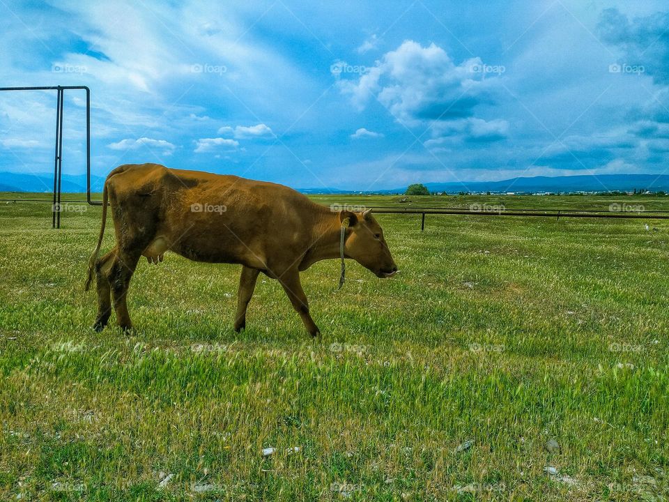 The cow grazes the grass