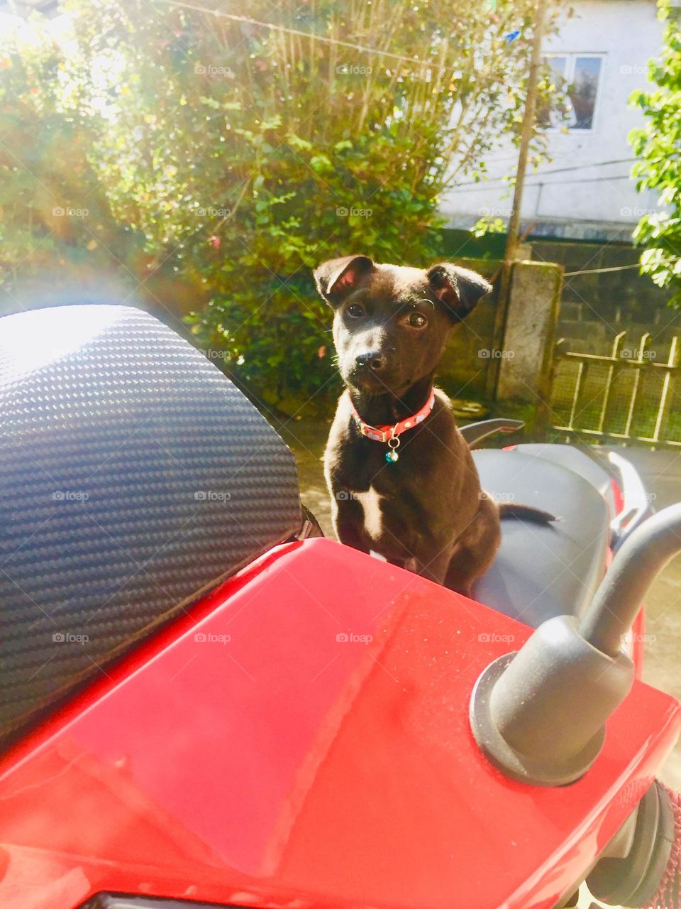 Call him Mr. Beastie🖤