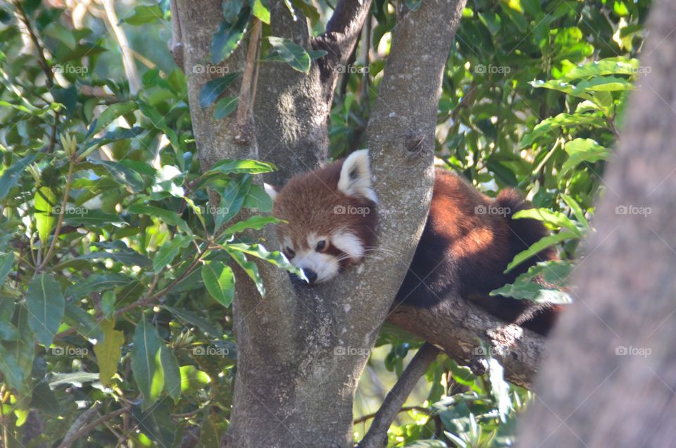 Red panda on a tree in the zoo