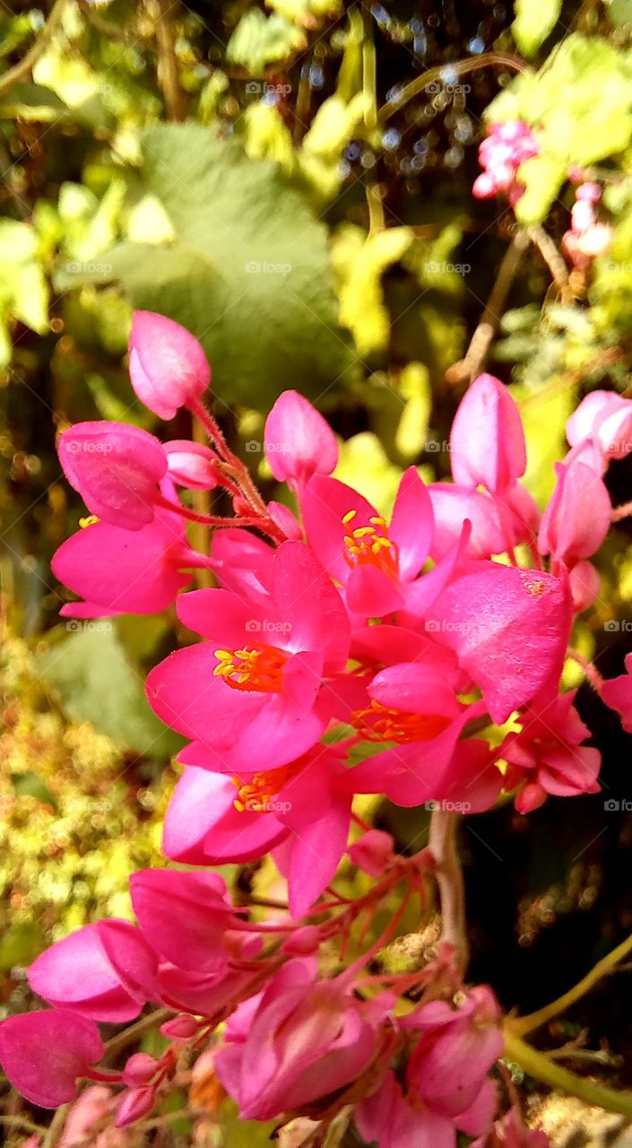 Antigonon leptopus