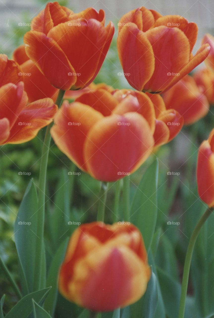 tulips of spring flowers red beautiful garden
