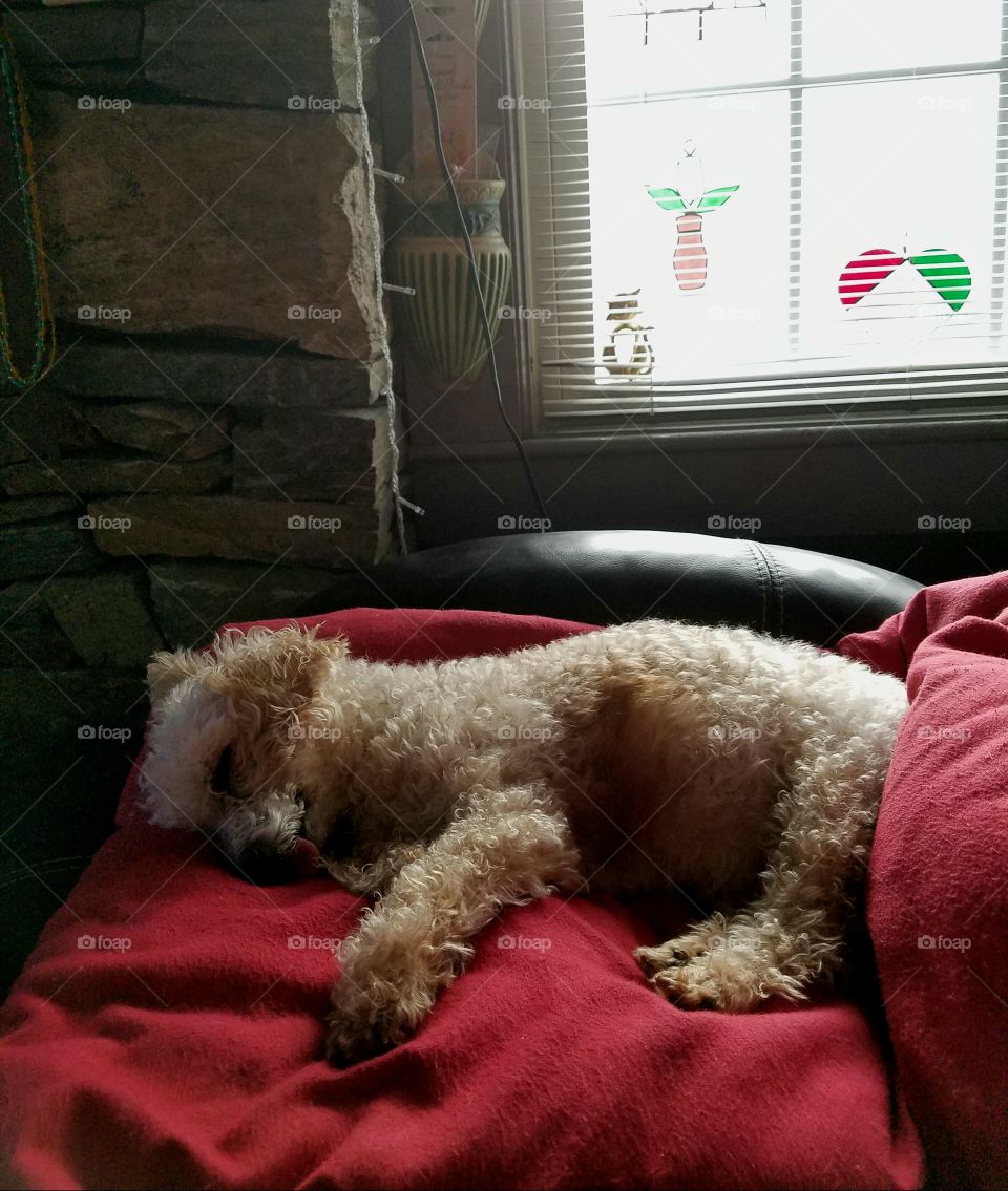 Poodle on red pillow sleeping in window light.