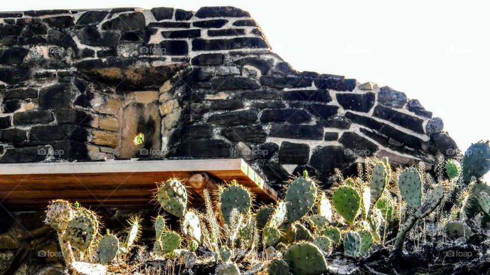Spanish Mission- cactus growing on roof