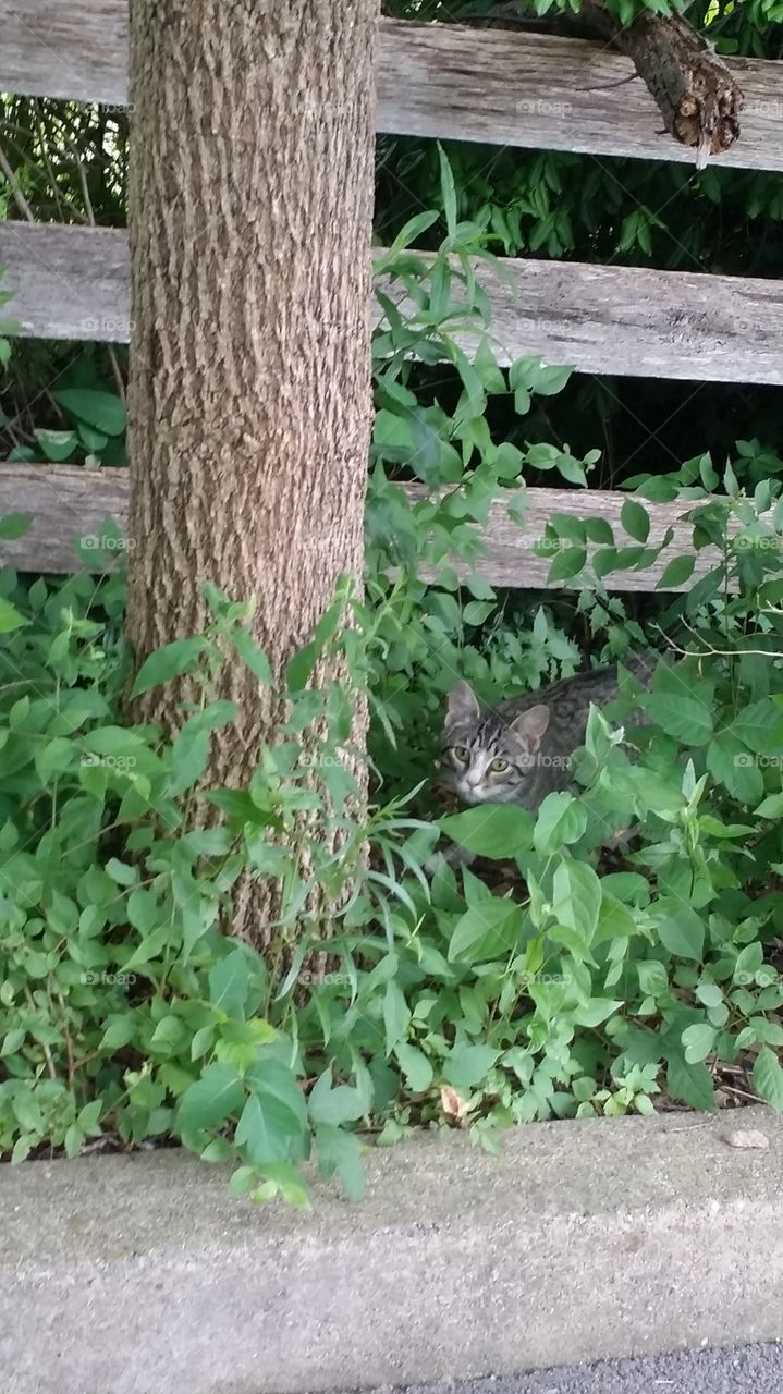 Wild Cat (By mcdonalds)