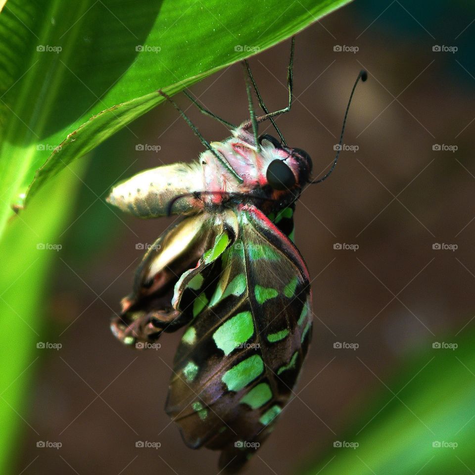 green butterfly